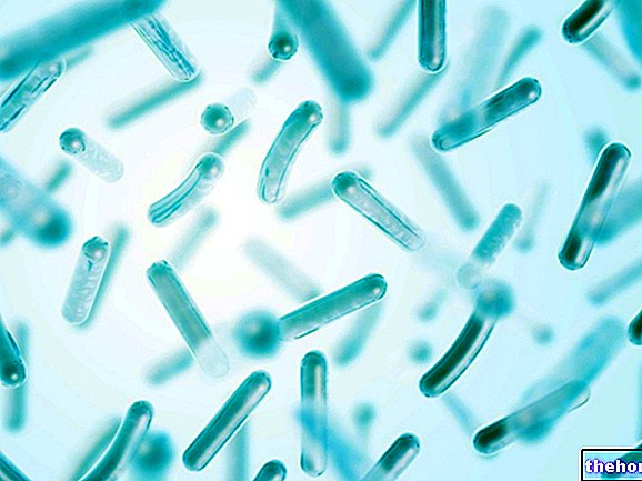 Lactobacilli: What They Are and Functions - nutrition-and-health