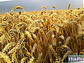 Cultivation of wheat - wheat - Triticum and production of flour - Power supply