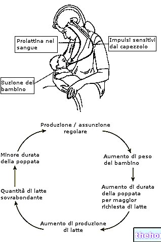 Melkeproduksjon - Brystmelk - foringstid