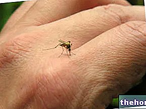 Gigitan serangga: sebab dan gejala - alahan