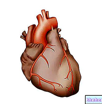 Nouseva aortta - anatomia