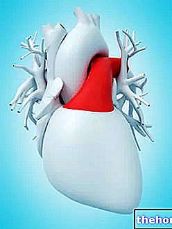 Plicní tepna - anatomie