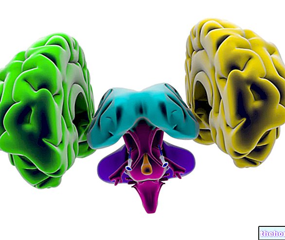 Cerebro: ¿Qué es? Anatomía y funciones