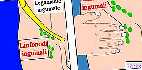 Inguinal lymph nodes - anatomy