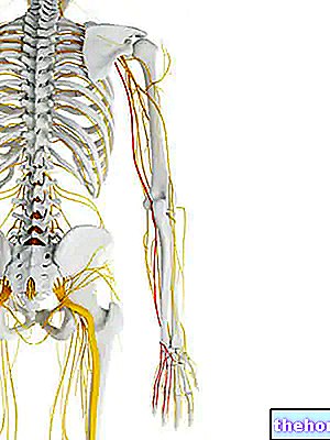 Ulnární nerv - anatomie
