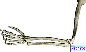 Tulang Lengan - anatomi