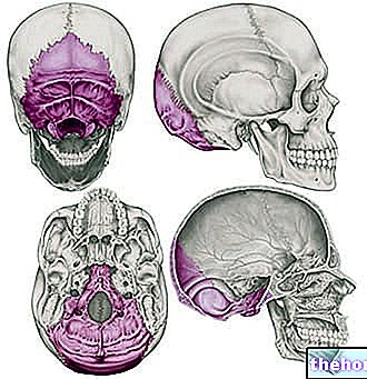 Occipital bone - anatomy