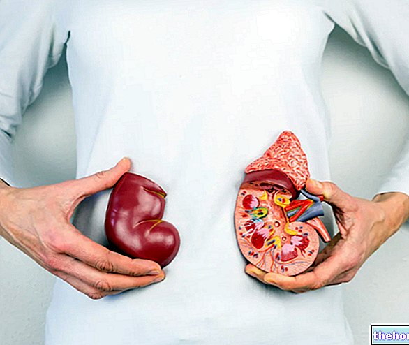 Kidney - Kidneys - anatomy