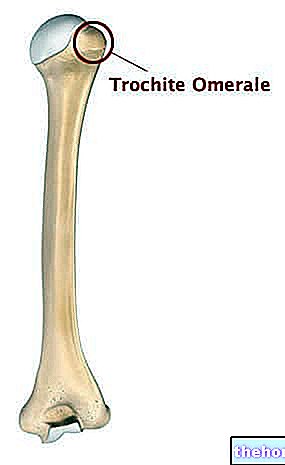 Trochitský humerál - anatomie