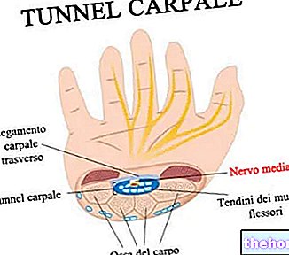 Tunnel carpien - anatomie