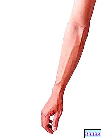 เส้นเลือดของแขน - กายวิภาคศาสตร์