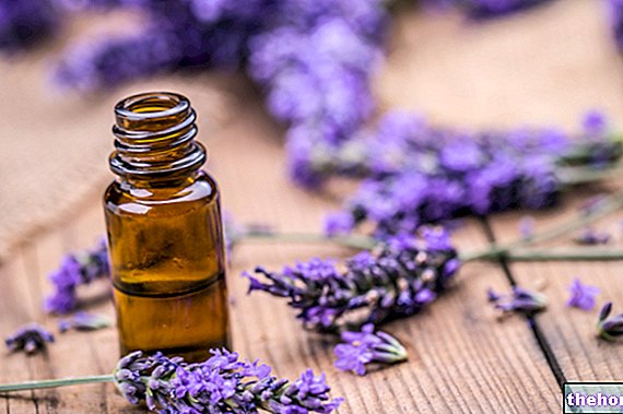 Minyak esensial lavender: cara menggunakannya dan yang mana yang harus dipilih - Kesejahteraan