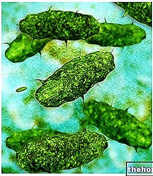 호기성 및 혐기성 박테리아 - 생물학