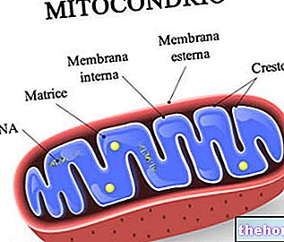 la biologie - ADN mitochondrial