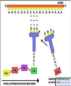 The genetic code - biology