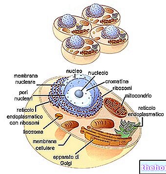 The nucleus - biology