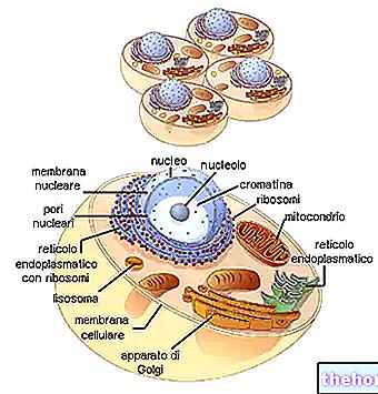 Eukarüootne rakk - bioloogia