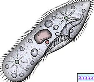 Protozoa - biologija