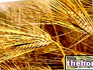 Pšenica ali pšenica - žita in derivati