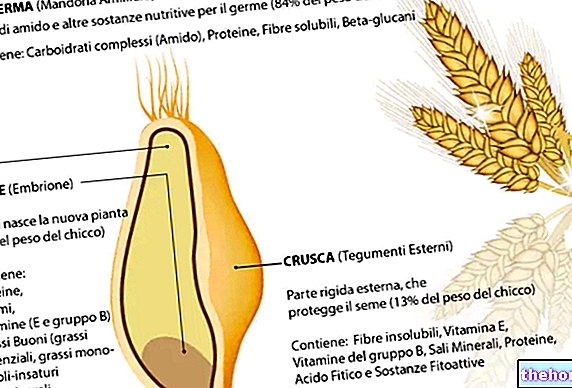 Pšenični kalčki - žita in derivati