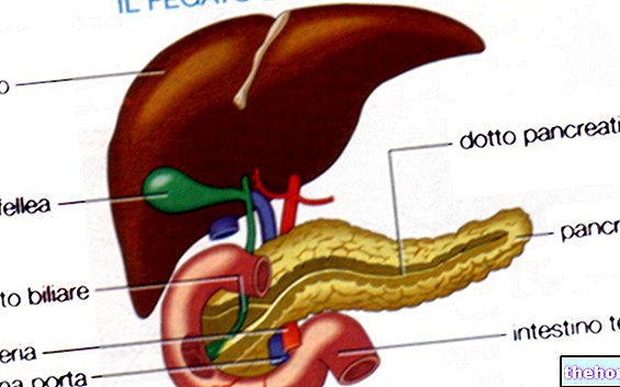 Digestion: Pancreas, Small Intestine and Large Intestine - food-digestion