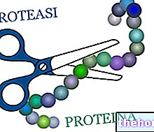 Proteaasi tai peptidaasi - ruoansulatusta