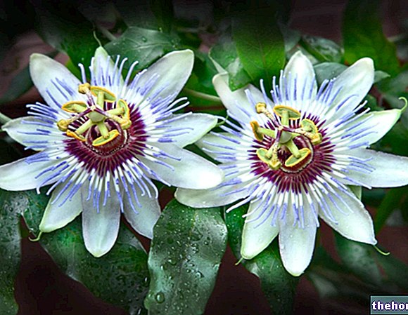 Passiflora: što je to i svojstva - ljekovito bilje