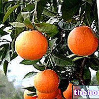 vaistažolių vaistas - Kartusis apelsinas vaistažolių medicinoje: kartaus apelsino savybės