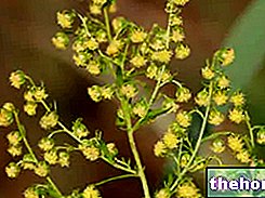 Artemisia annua : Propriétés et Bienfaits - phytothérapie