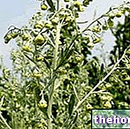 Absinthe - ubat herba