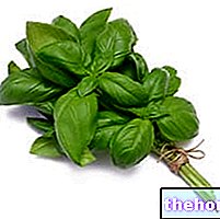 Basil in Herbal Medicine: Properties of Basil