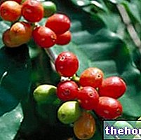 जड़ी बूटियों से बनी दवा - हर्बलिस्ट में कॉफी: कॉफी का स्वामित्व