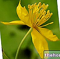 Celandine in Herbalist: Celandine savybės - vaistažolių vaistas