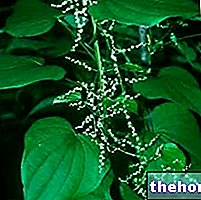 Dioscorea in Herbalist: Dioscorean omaisuus