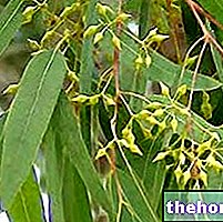 Eukalyptus i urtemedisin: Eukalyptus egenskaper