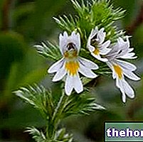 bylinková medicína - Eufrázia v bylinnej medicíne: vlastnosti eufrázie