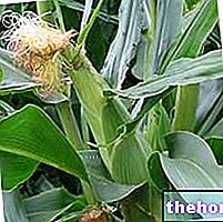 Medycyna ziołowa - Kukurydza w Zielarzu: Właściwości Kukurydzy