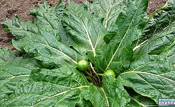 Mandrake atau Mandrake - ubat herba