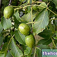 Волоський горіх у травниках: властивості горіха - фітотерапія