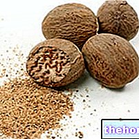 Muškatni oraščić u ljekovitom bilju: svojstva muškatnog oraščića - biljna medicina