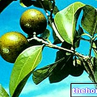 Kacang Vomica dalam perubatan herba: Sifat kacang Vomica - ubat herba