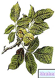 walnuts - herbal medicine
