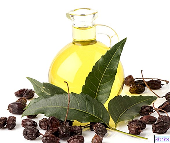 Neem oil: what it is, uses, properties - herbal medicine