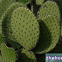 Opuntia en la medicina herbaria: propiedades de Opuntia