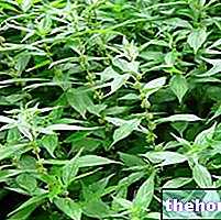 약초 - Herbalist의 Parietaria: Parietaria의 속성