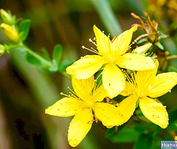 Properties of the Hypericum in Herbalist: what are they?
