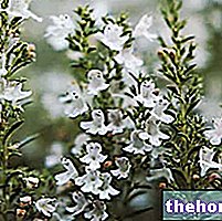 El tomillo en la medicina herbaria: propiedades del tomillo