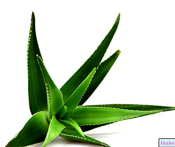 Aloe: Általános jellemzők és felhasználások