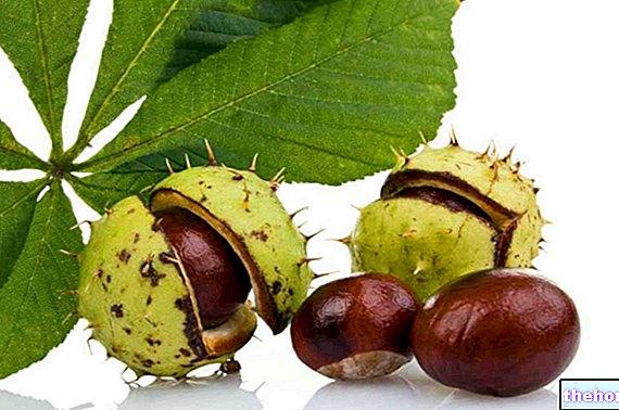 Horse chestnut and ivy to strengthen the capillaries - pharmacognosy