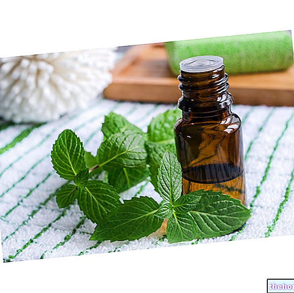 Mint essential oil - pharmacognosy